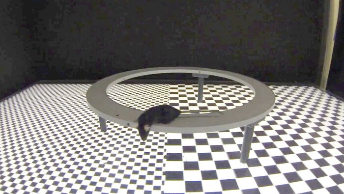 Mouse height-aversion assay