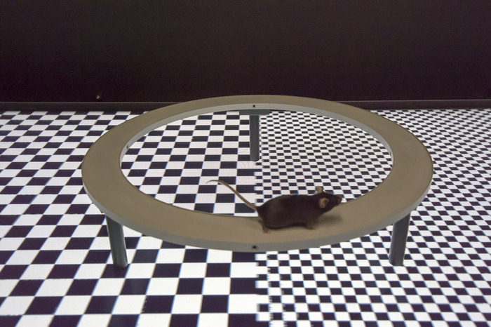 VR arena for freely walking mice