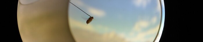 A fly in the VR sphere