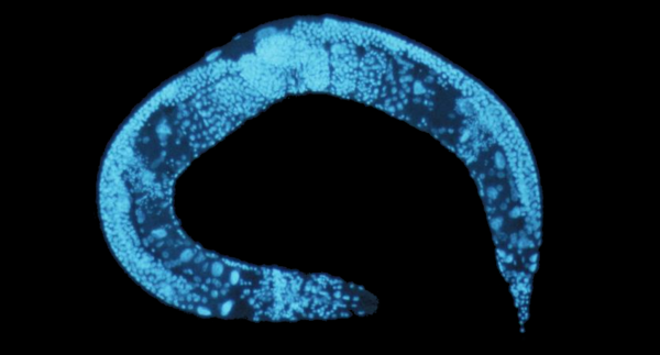 C. elegans, imaged in a camera array