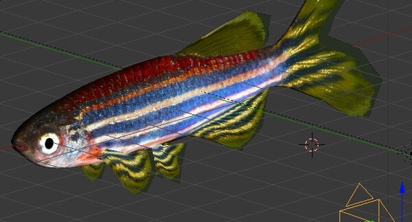 A photorealistic virtual fish, rendered for collective behaviour VR