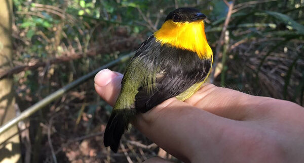 A manakin, during field recording