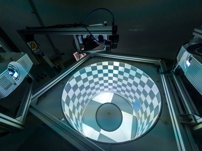 A locust in the LocustVR arena, with a perspective-correct world projected into the bowl around it