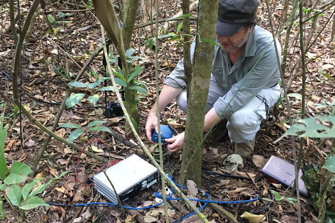 Field recording golden-collared manakins on the floor of the forest in Panama