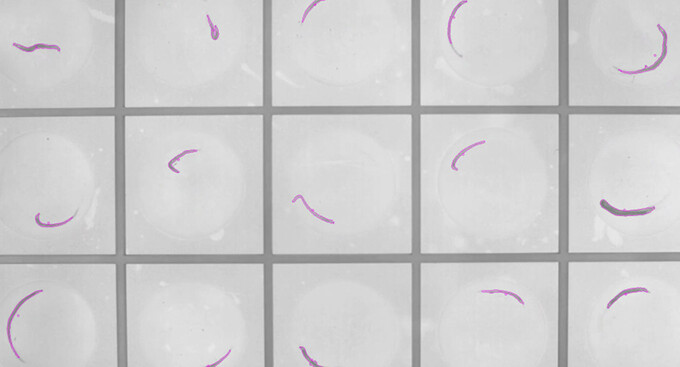 Platynereis worms tracked in the wells of a multi-well plate